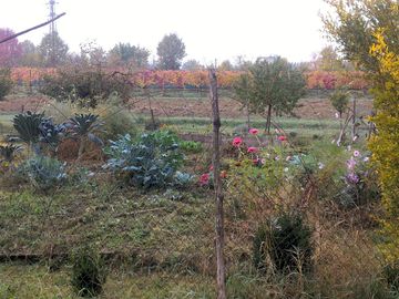 View of the vegetables and vines