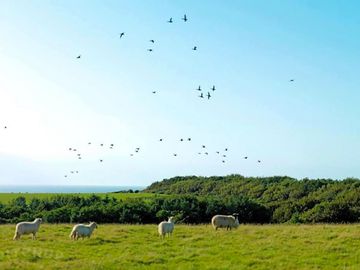 Sheep grazing around the site