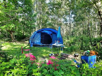 Forest tent pitch
