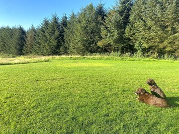 Watching the world go by