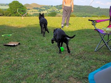 Dogs