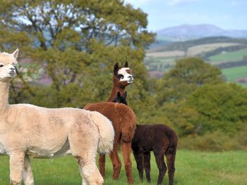 Alpacas grazing peacefully on the hillside