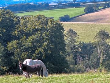 Views towards Exmoor. looking over one of the paddocks.