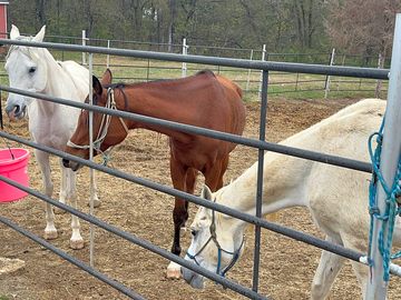 Horse feeding
