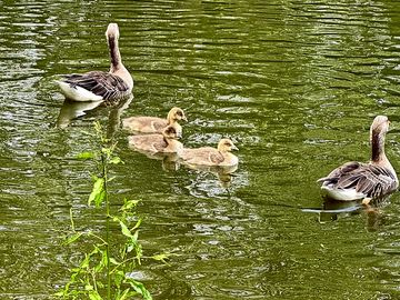 Ducks