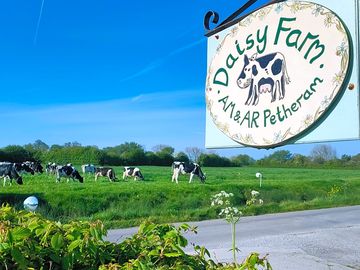 Daisy farm milking herd grazing in the field opposite