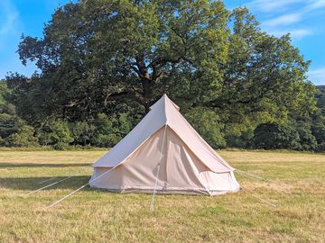 Bell tent under oak in the meadow