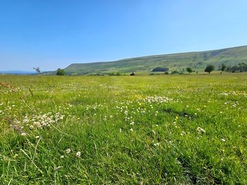 View of the meadow