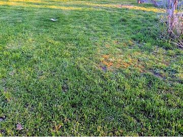 Pitches on the grass