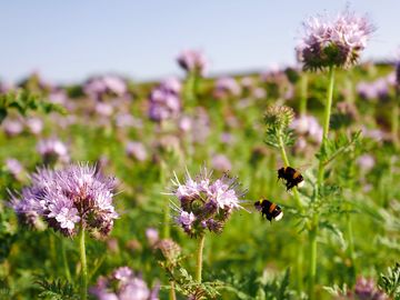 Wildflowers