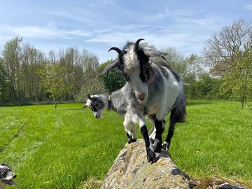 Playful goats