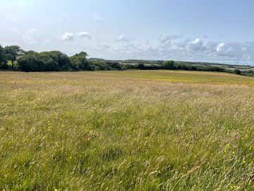 Hay meadow surrounded by trees