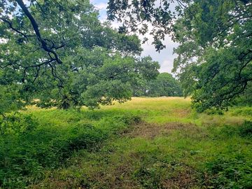 Mature ancient woodland surrounds the camping meadow