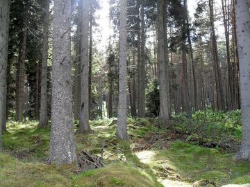 Edge of border forest