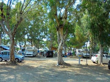 Pitches among the trees