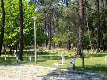 The forest