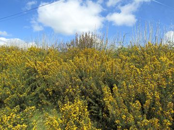 Brilliant yellow gorse flowers
