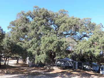 Shaded pitches under the trees