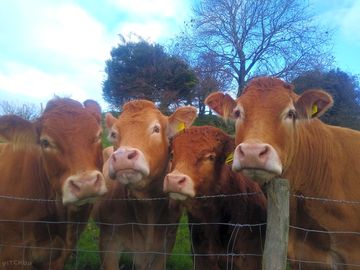 Cows on the farm