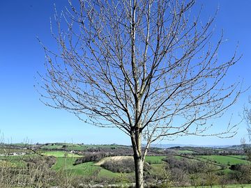 Trees around the site