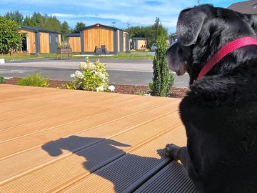 Dogs welcome