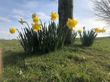 Springtime on site