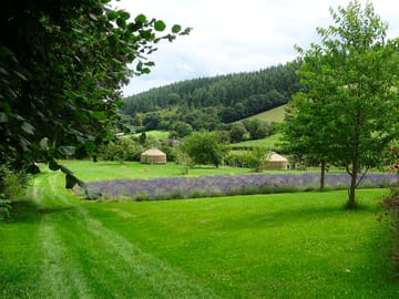 General view of orchard showing yurts and lavender