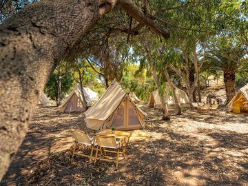 Tents among the trees