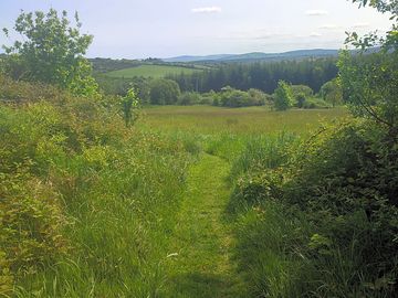 View of the meadow