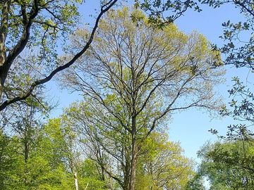 Towering trees in the woods