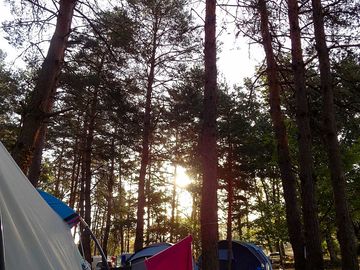 Pitches shaded by trees