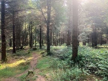 Amazing scenery with the forest, lakeland stream.