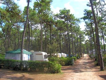 Pitches shaded by tall trees