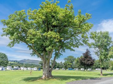 A large tree alongside the pitches