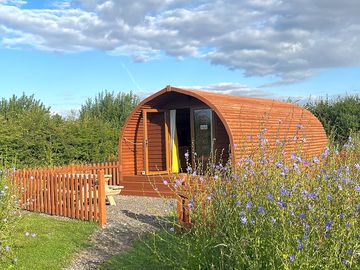 Pods in the wildflower meadow