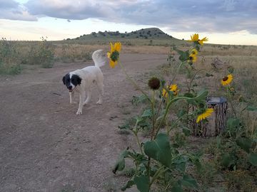 Walking and hiking trails that are pet friendly