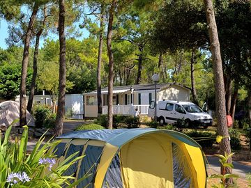 Pitches among the trees