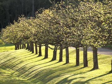 Die bäume tragen die ersten blüten.