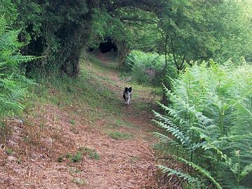 Farm walk through wooded areas and meadows