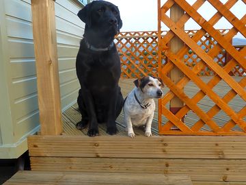 Friendly guard dogs