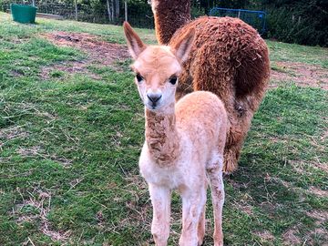 This little beauty was just 1 week old and so inquisitive