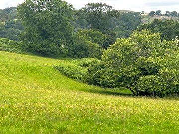 Mature trees at foel bella