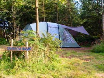 Woodland pitch surrounded by tall trees