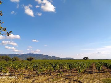View from the site over montmirail vineyards