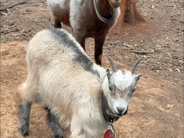 Farm animals