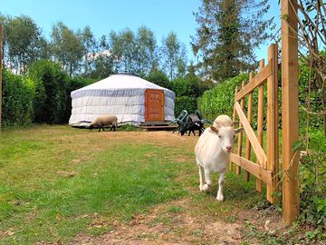 The yurt on its private pitch – plus pals