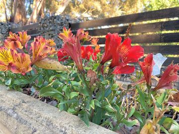 Colourful flowers