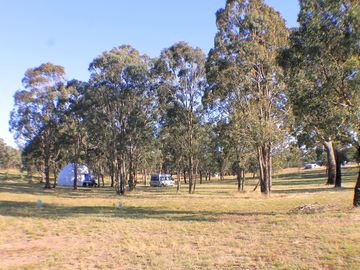 Paddock with grass