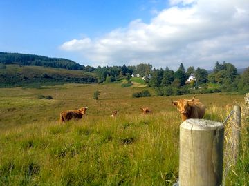 Highland cows a couple of fields along from the yurt
