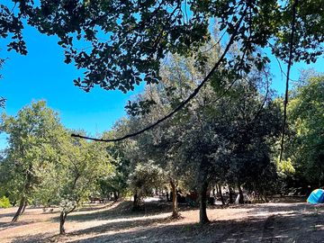Olive grove